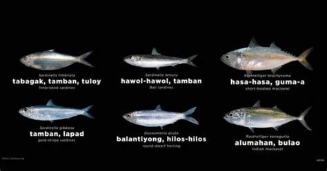 Local Names of Fishes in the Visayas .